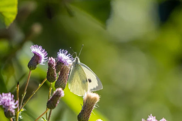 Ein Kohlweißer Schmetterling Der Auf Der Violetten Blüte Einer Distel — Stockfoto