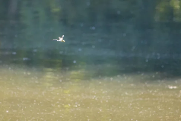 Над Спокойными Водами Озера Пролетает Большая Драгонка — стоковое фото