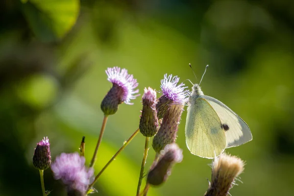 Ein Kohlweißer Schmetterling Der Auf Der Violetten Blüte Einer Distel — Stockfoto