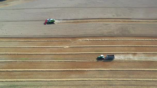 Uma Ceifa Colhe Campo Grãos Bom Tempo — Vídeo de Stock