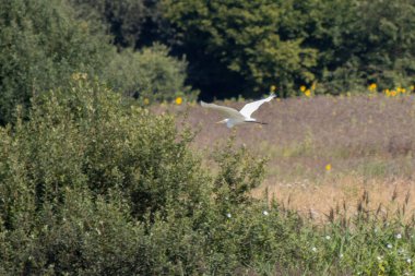 Beyaz bir balıkçıl gölün üzerinde uçar.