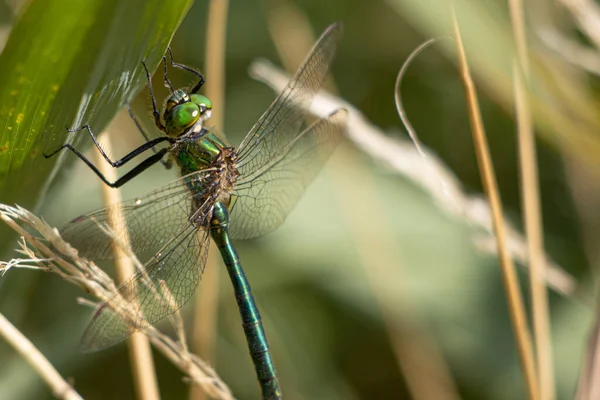 Une Grande Libellule Verte Accroche Roseau — Photo