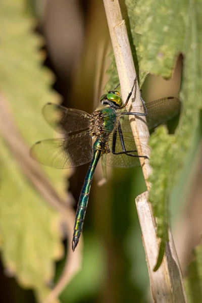 Une Grande Libellule Verte Accroche Roseau — Photo