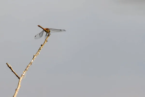 Une Libellule Brune Est Assise Sur Une Branche Dessus Lac — Photo