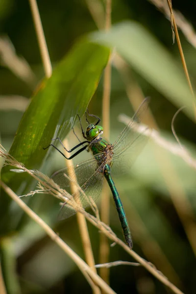 Une Grande Libellule Verte Accroche Roseau — Photo