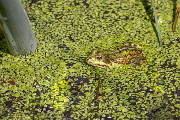 Ein Grüner Wasserfrosch Schwimmt Gut Getarnt Teich — Stockfoto