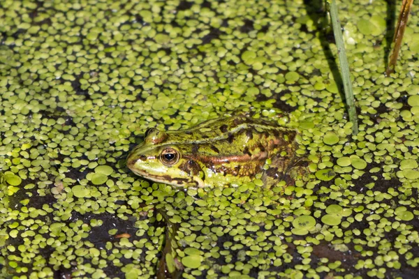 Une Grenouille Eau Verte Nage Bien Camouflée Dans Étang — Photo