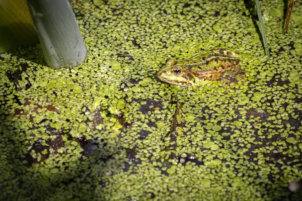 Une Grenouille Eau Verte Nage Bien Camouflée Dans Étang — Photo