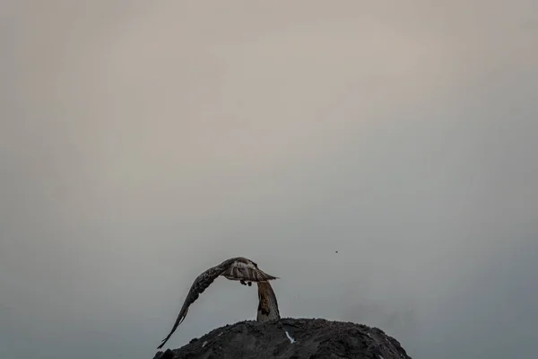 Oiseau Proie Éloigne Une Colline Avec Ses Ailes Déployées — Photo