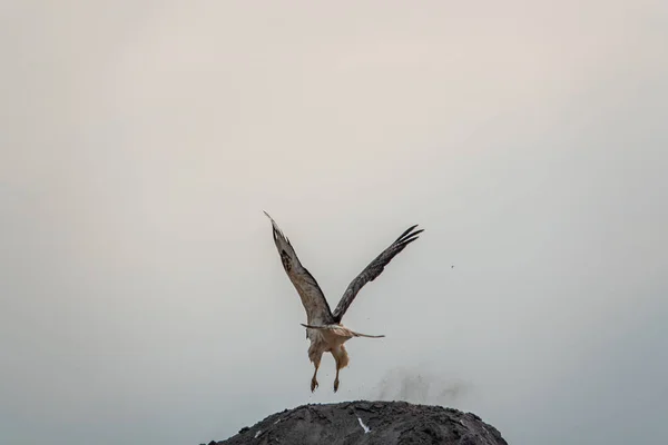 Ein Raubvogel Fliegt Mit Ausgebreiteten Flügeln Von Einem Hügel Weg — Stockfoto