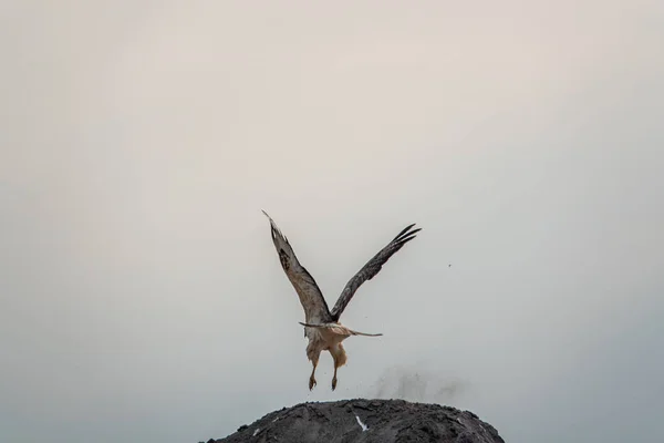 羽が広がって丘から獲物の鳥が飛び立ち — ストック写真