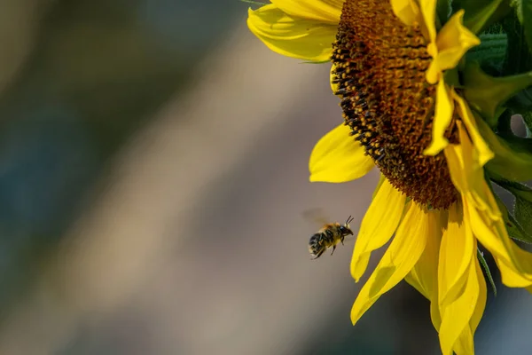 Calabrone Vola Verso Girasole Giallo Mangiare Nettare — Foto Stock