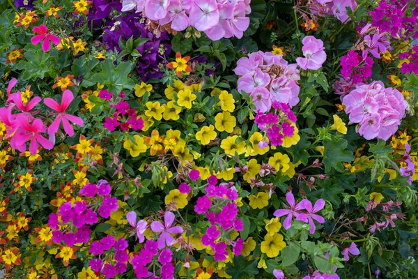 Zblízka Barevného Květinového Záhonu Zahradě — Stock fotografie