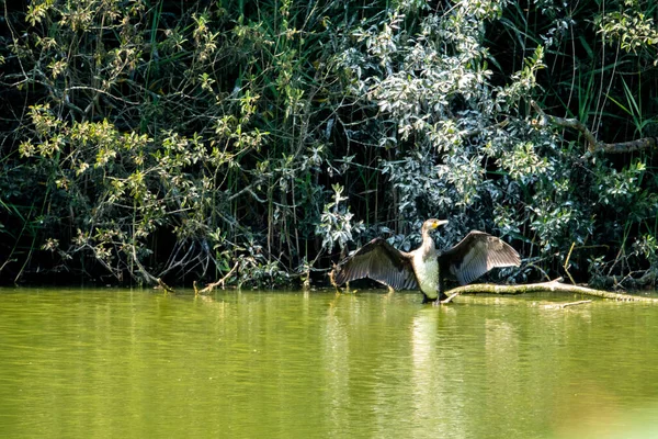 Corvo Marinho Está Água Abre Asas — Fotografia de Stock