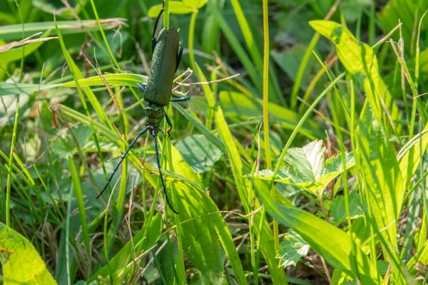 Escarabajo Cuerno Largo Verde Trepa Hierba Verde — Foto de Stock