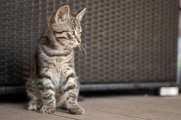 Joven Gato Taquigráfico Europeo Sienta Terraza Mira Cámara — Foto de Stock