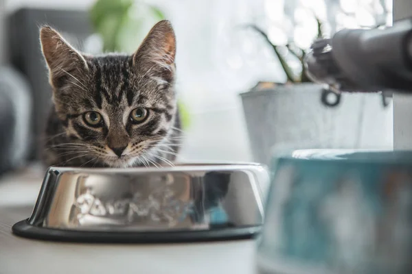 Avrupalı bir kısa hava kedisi kasesinden yer ve kameraya bakar.
