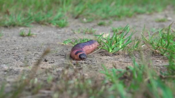 一只大的黑橙色毛毛虫匆匆地爬过地面 — 图库视频影像