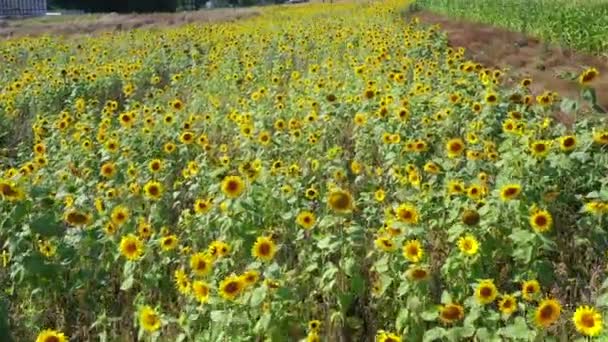 Vuelo Drones Sobre Campo Girasol Amarillo Verano — Vídeos de Stock