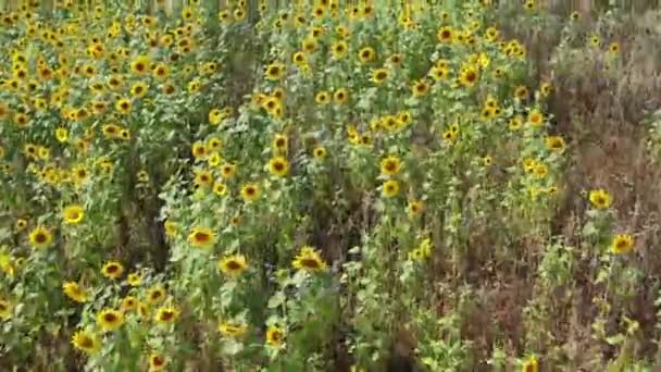 Drohnenflug Über Einem Gelben Sonnenblumenfeld Sommer — Stockvideo