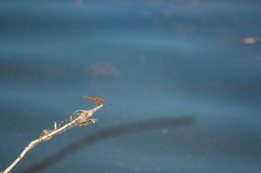 Suyun üzerindeki bir dalda duran kırmızı bir yusufçuğun yakın çekimi. 