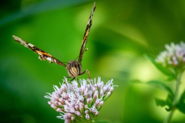 Kelebeğin nektar topladığı yakın plan bir fotoğraf.