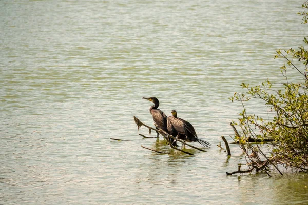 Due Cormorani Stanno Ramo Nell Acqua Aspettano Preda — Foto Stock