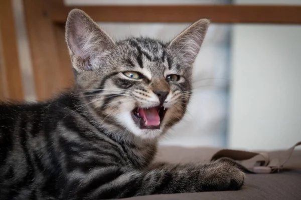 Серая Полосатая Европейская Короткошерстная Кошка Удобно Лежит Скамейке — стоковое фото
