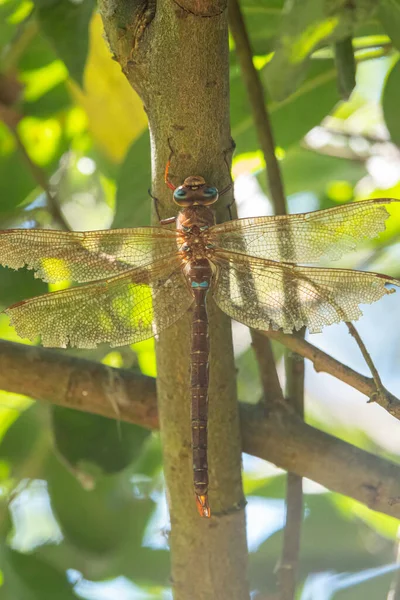 Een Close Van Een Grote Bruine Libelle Hangend Aan Een — Stockfoto