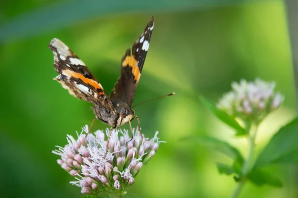 Eine Nahaufnahme Eines Schmetterlings Beim Nektarsammeln — Stockfoto