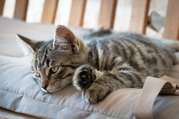 Gato Taquigráfico Europeo Rayas Grises Encuentra Cómodamente Banco — Foto de Stock