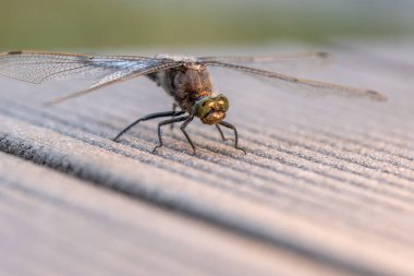 Mavi düz karınlı bir yusufçuk tahta bir zeminde duruyor.