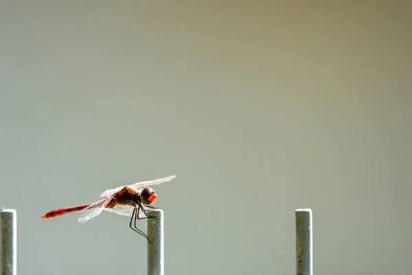 Red Firefly Dragonfly Sits Fence Looks Camera — Stock Photo, Image