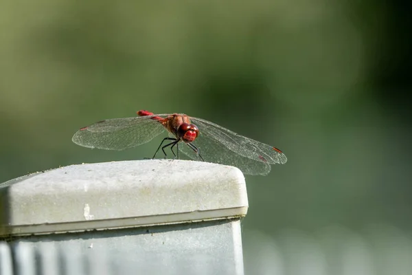 Eine Rote Glühwürmchen Libelle Sitzt Auf Einem Zaun Und Blickt — Stockfoto