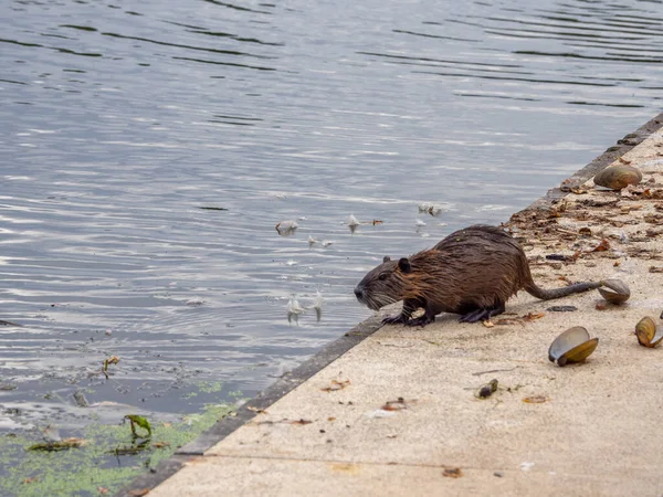 Una Nutria Raccoglie Cozze Lago Aprirle Sulla Riva — Foto Stock