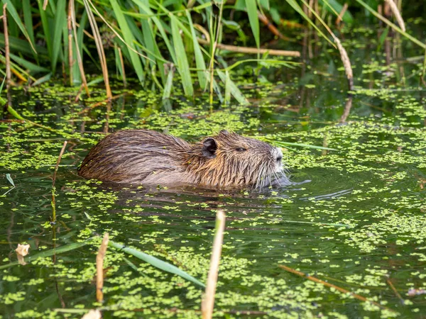 Nutria Simmar Genom Sjö Jakt Efter Mat — Stockfoto