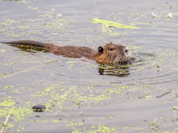 Nutria Simmar Genom Sjö Jakt Efter Mat — Stockfoto