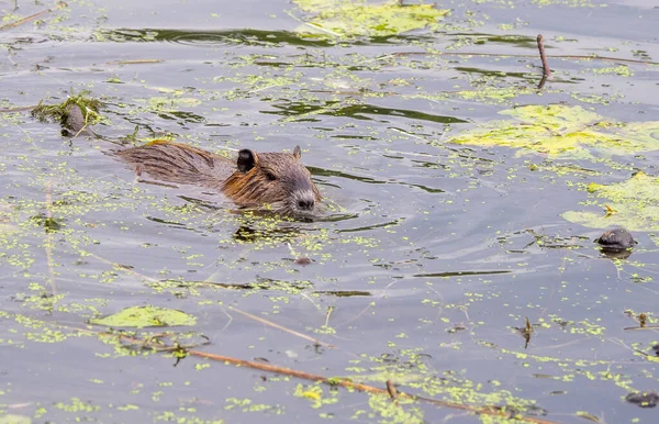 Nutria Simmar Genom Sjö Jakt Efter Mat — Stockfoto