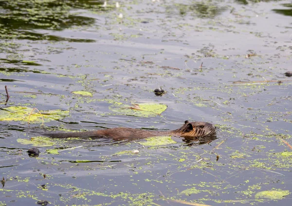 Nutria Simmar Genom Sjö Jakt Efter Mat — Stockfoto