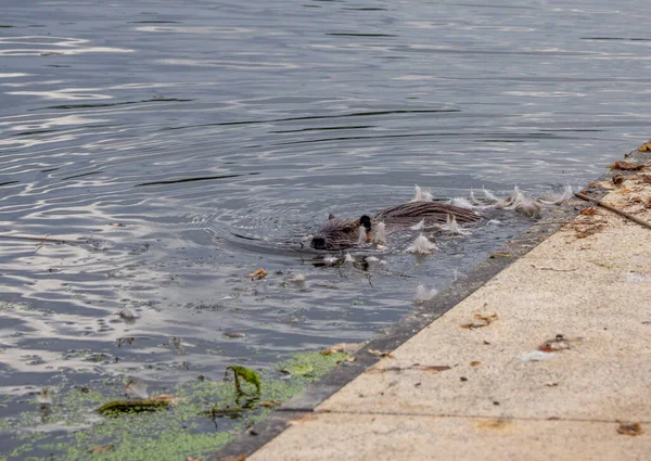a nutria swims through a lake in search of food