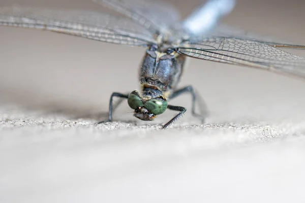 一只蓝色的扁平腹蜻蜓站在木地板上 — 图库照片