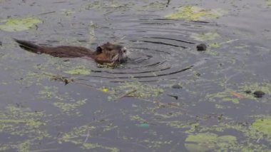 Bir besleyici yiyecek aramak için bir gölde yüzer.