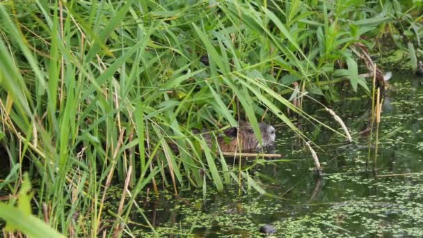 Nutria Swims Lake Search Food — Stock Video