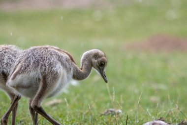 Genç bir Nandu yavrusu yiyecek aramak için çayırda koşuyor.