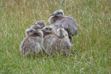 Bir grup genç Nandu yavrusu bir çayırda birbirine sokulmuş oturuyor.