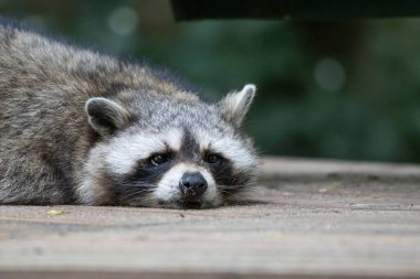 Bir rakun, ahşap bir zeminde tamamen rahat bir şekilde yatar.
