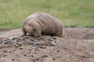 Bir sincap utangaç bir şekilde yuvasından dışarı bakar.