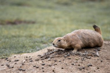 Bir sincap utangaç bir şekilde yuvasından dışarı bakar.