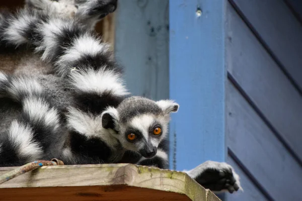 Group Lemurs Sits Snuggled Close Each Other — Stock Photo, Image