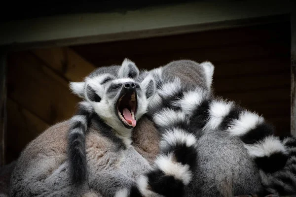 Group Lemurs Sits Snuggled Close Each Other — Stock Photo, Image